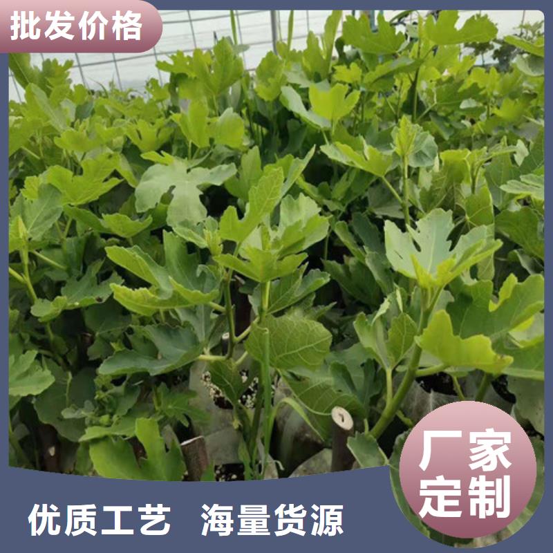 無花果【山楂樹苗】擁有多家成功案例