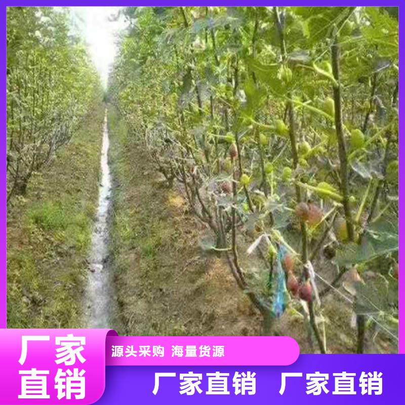 无花果大棚草莓苗专注生产N年