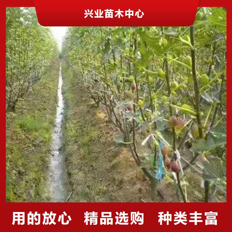 【无花果】水蜜桃苗专业供货品质管控