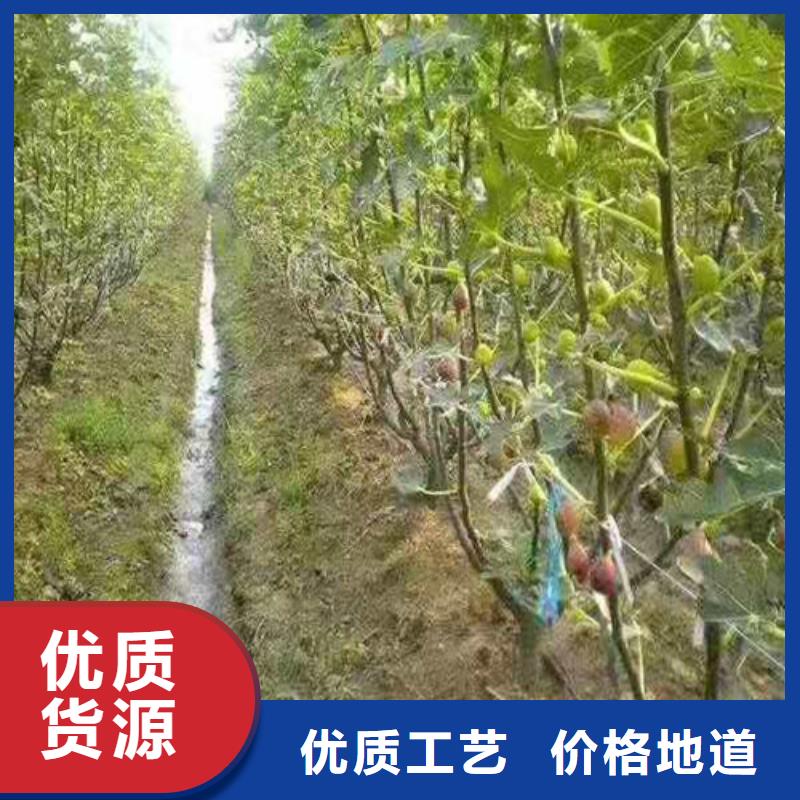 無花果油桃苗源頭廠家供應