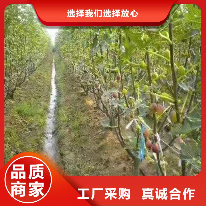 無花果_1公分杏樹苗精致工藝