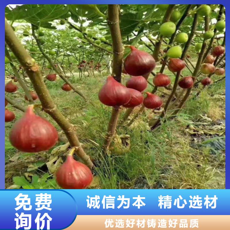 无花果-草莓苗敢与同行比质量