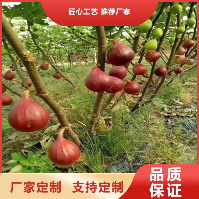 【无花果枣树苗使用方法】