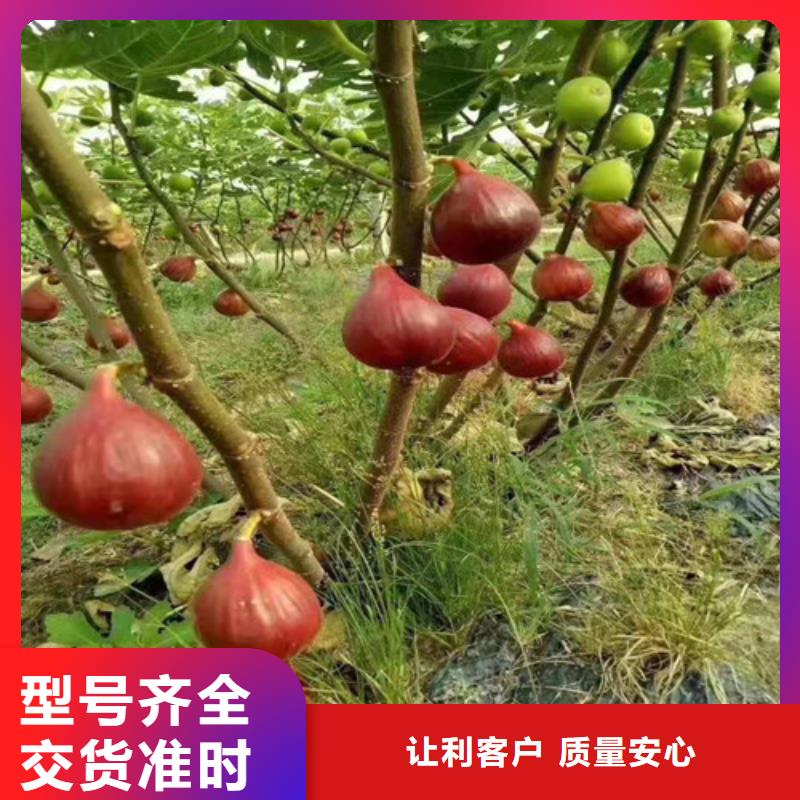 【無花果】桃樹苗廠家現貨批發