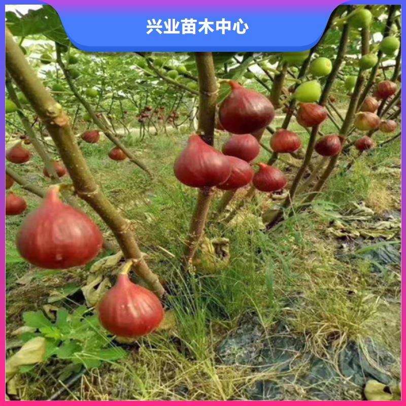 無花果【大棚草莓苗】生產(chǎn)加工