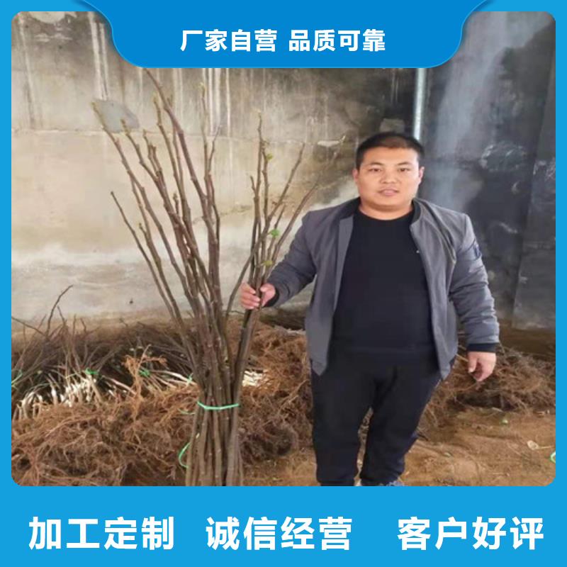 无花果大红袍花椒苗厂家销售