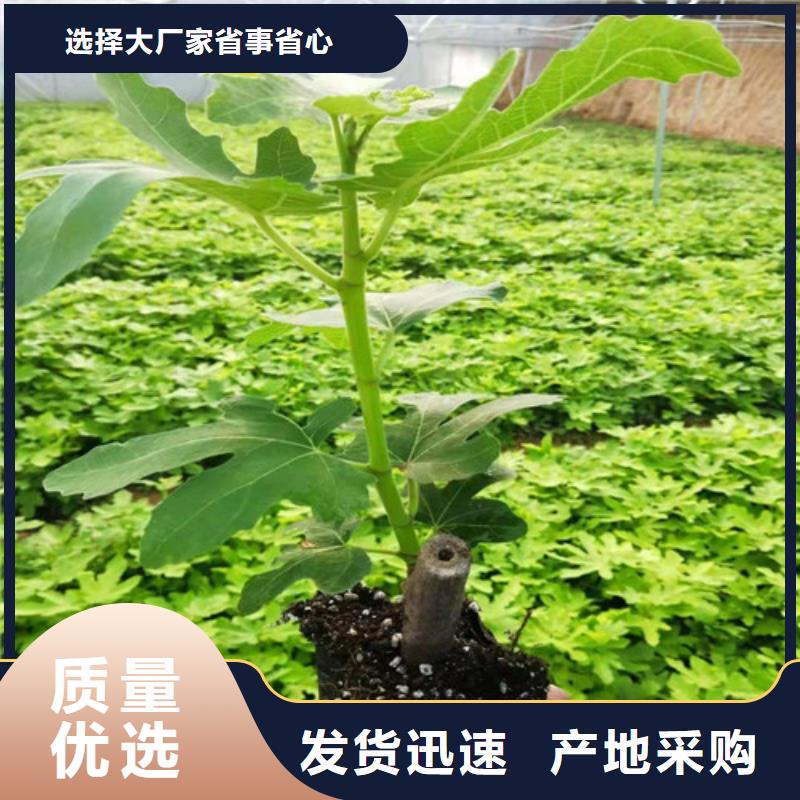 无花果杏苗免费寄样