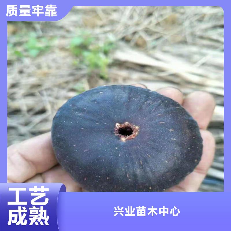 無花果,【棠梨苗】誠信經(jīng)營質(zhì)量保證