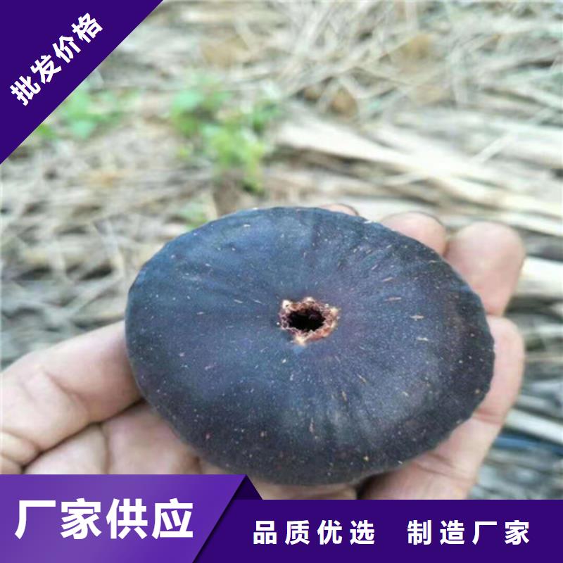 無花果山楂樹苗好產(chǎn)品價格低