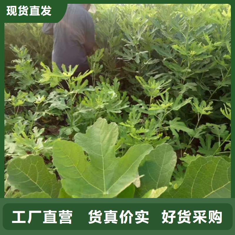 无花果,苹果树苗用心服务