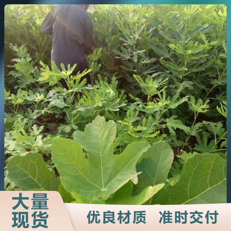 无花果-黄桃苗源厂定制