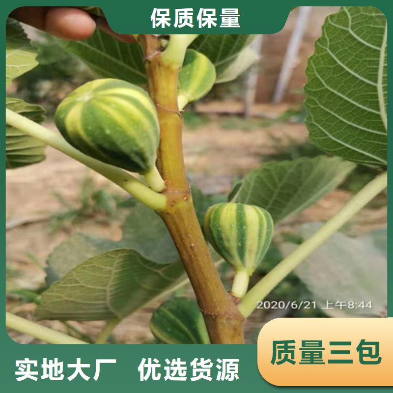 無花果-黃桃苗源廠定制