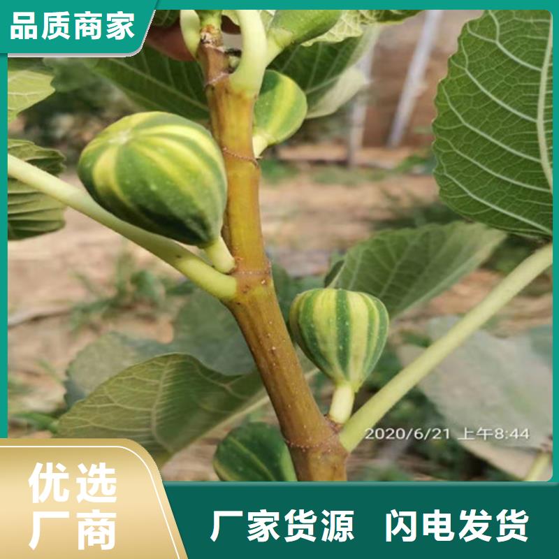 【无花果苹果苗批发供应】