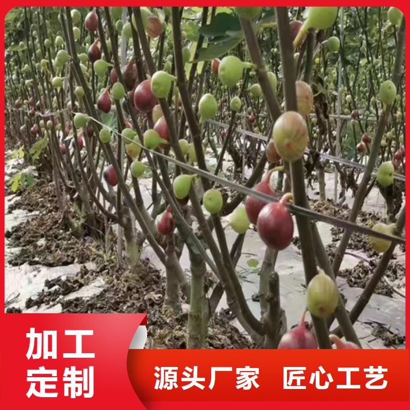 【无花果-西瓜苗客户好评】