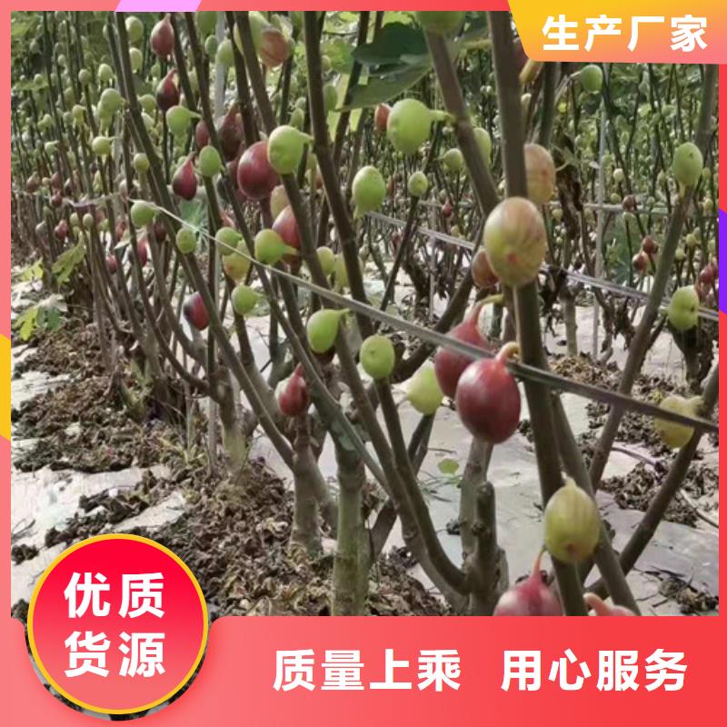 无花果大棚草莓苗免费询价