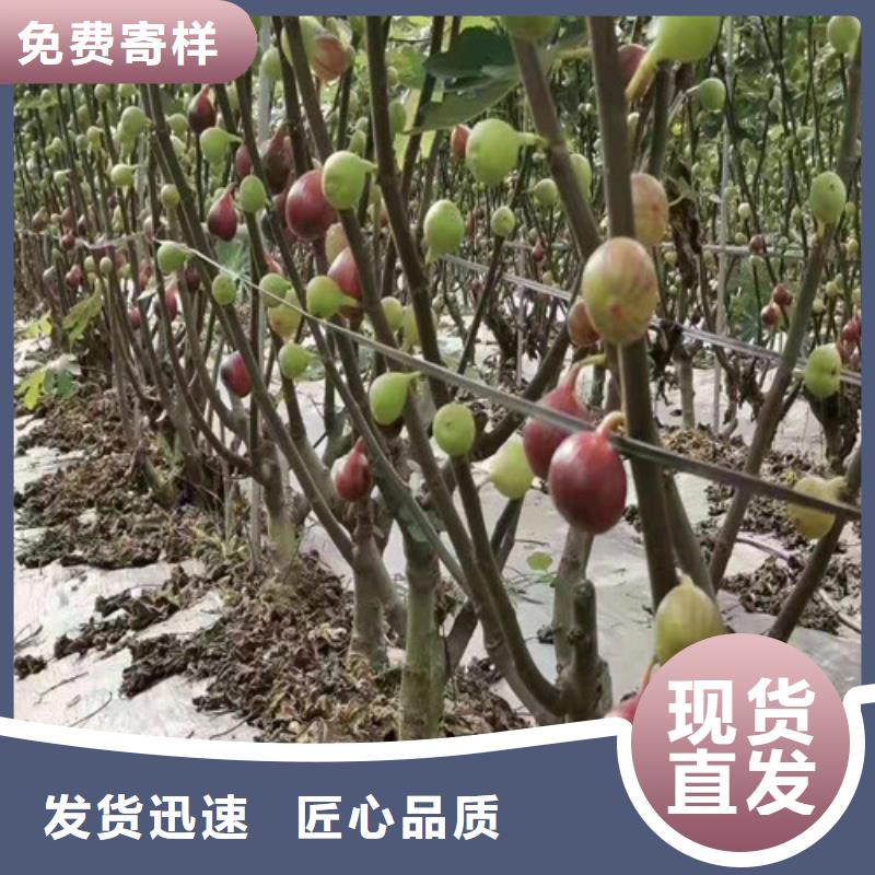 无花果杏苗免费寄样