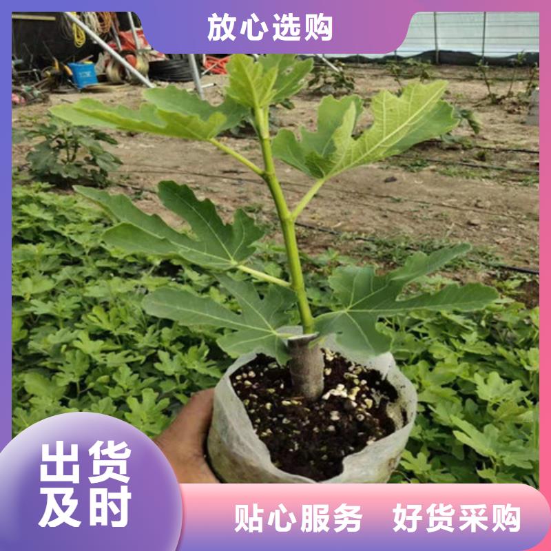 無花果-【珍珠油杏】多種規格供您選擇