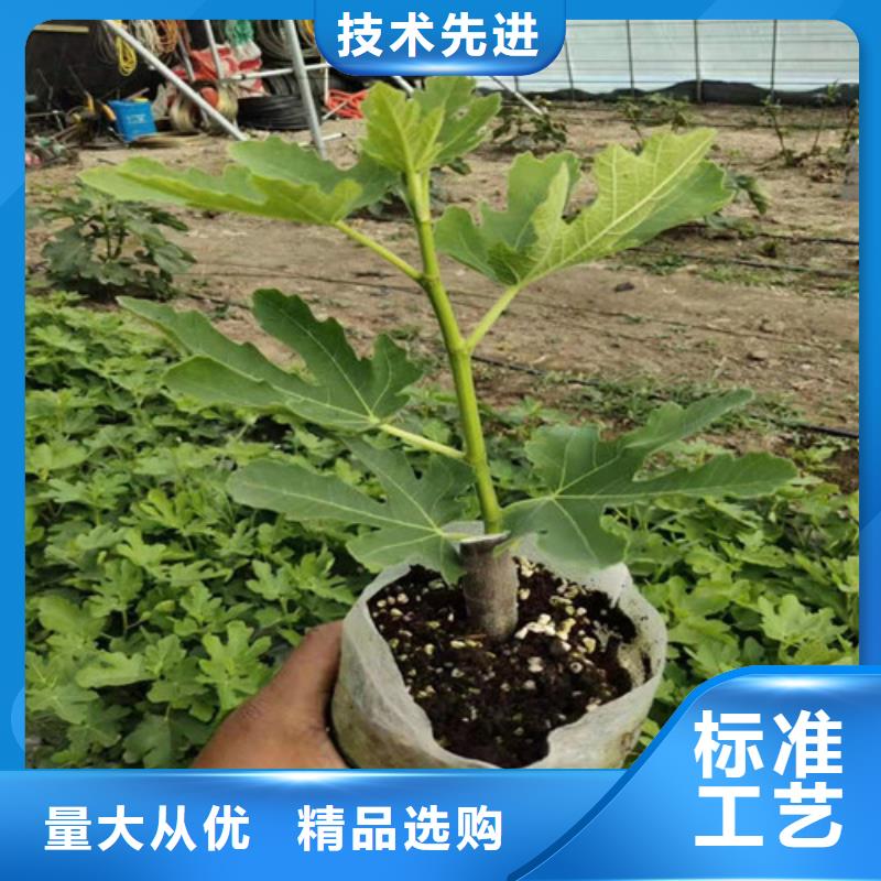 無花果【山楂樹苗】擁有多家成功案例