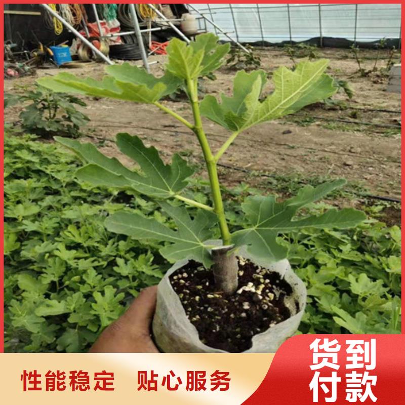 【无花果苹果苗批发供应】