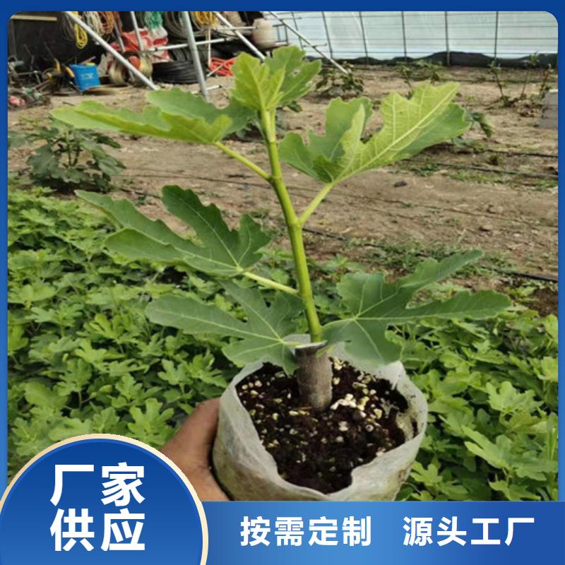 【无花果花椒苗每个细节都严格把关】