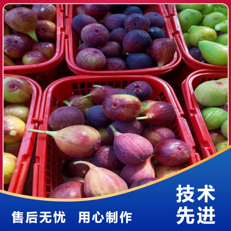 无花果杏苗免费寄样