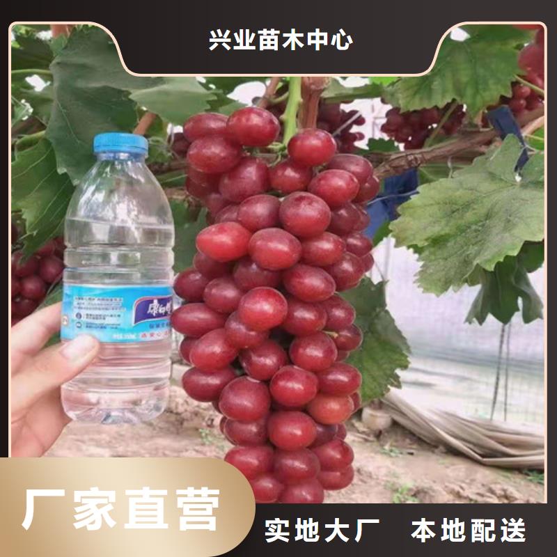 葡萄,藍莓苗品類齊全