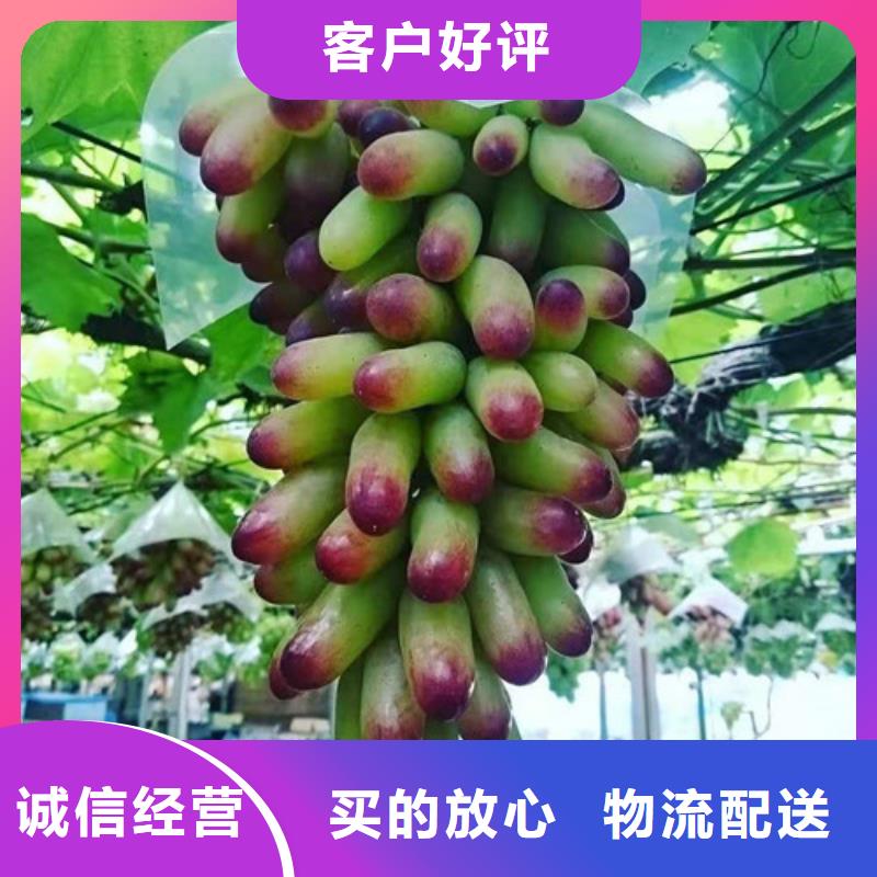 葡萄_1公分杏樹苗用的放心