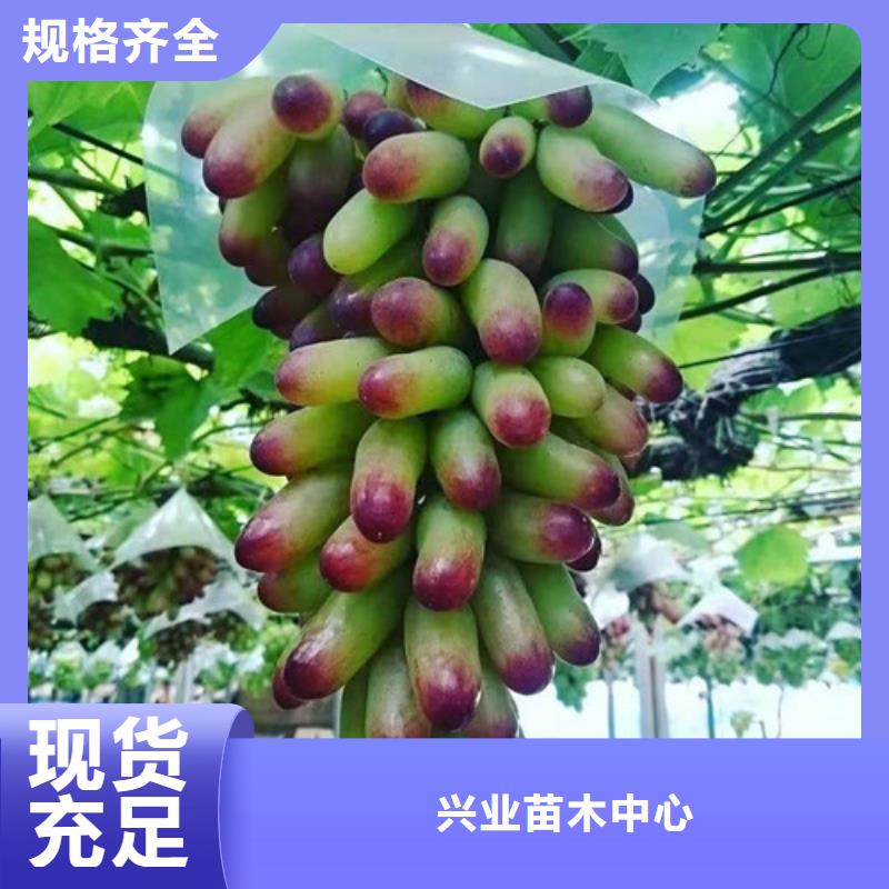 葡萄【大棚草莓苗】現貨充足量大優惠