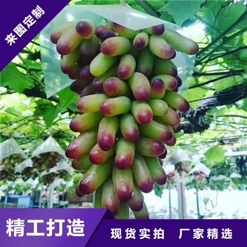 葡萄珍珠油杏實(shí)體廠家大量現(xiàn)貨