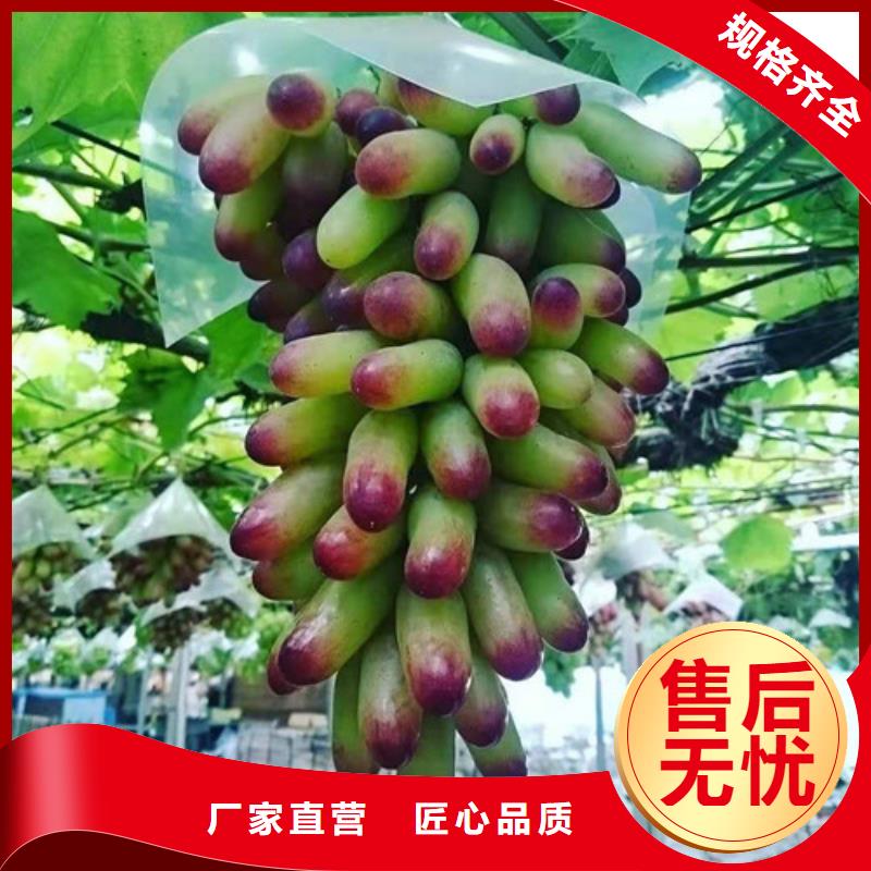 葡萄【大棚草莓苗】24小時下單發貨