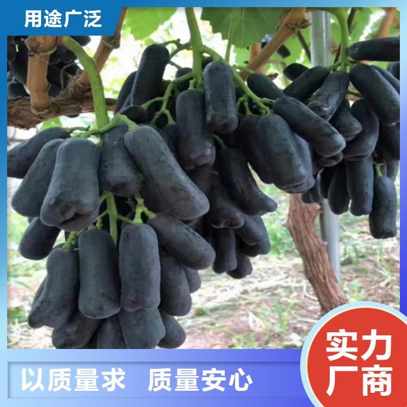 葡萄大棚草莓苗打造行業(yè)品質(zhì)