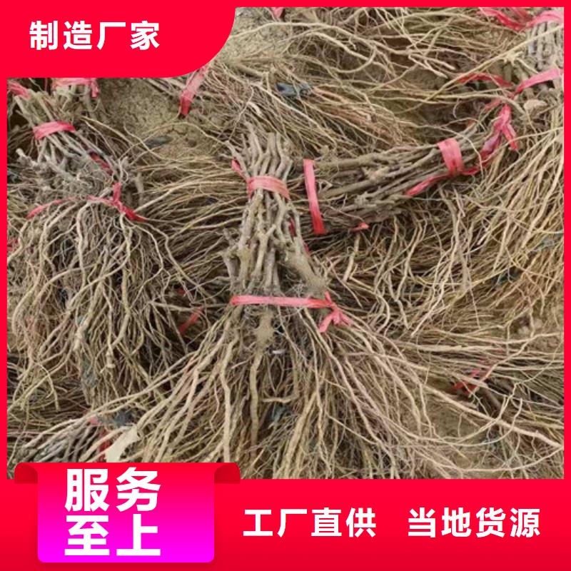 葡萄_蘋果苗以質(zhì)量求生存