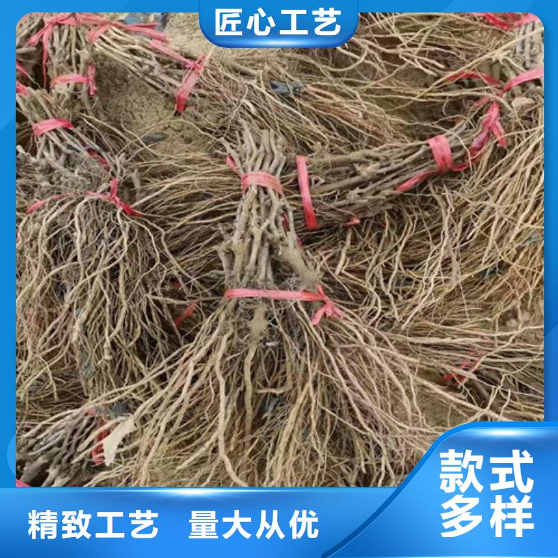 葡萄【藍莓苗】工廠認證