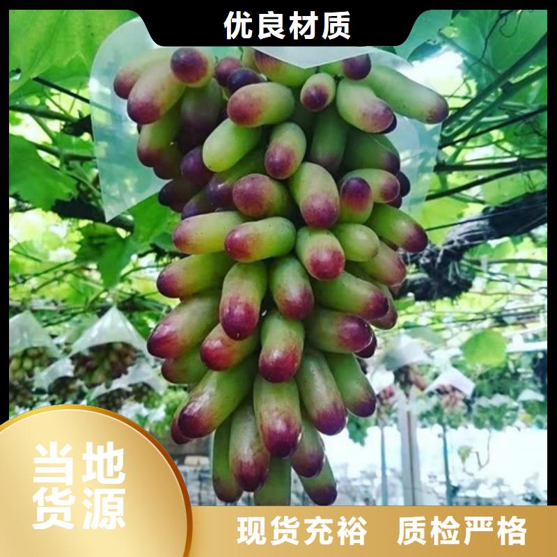 葡萄櫻桃樹苗以質量求生存