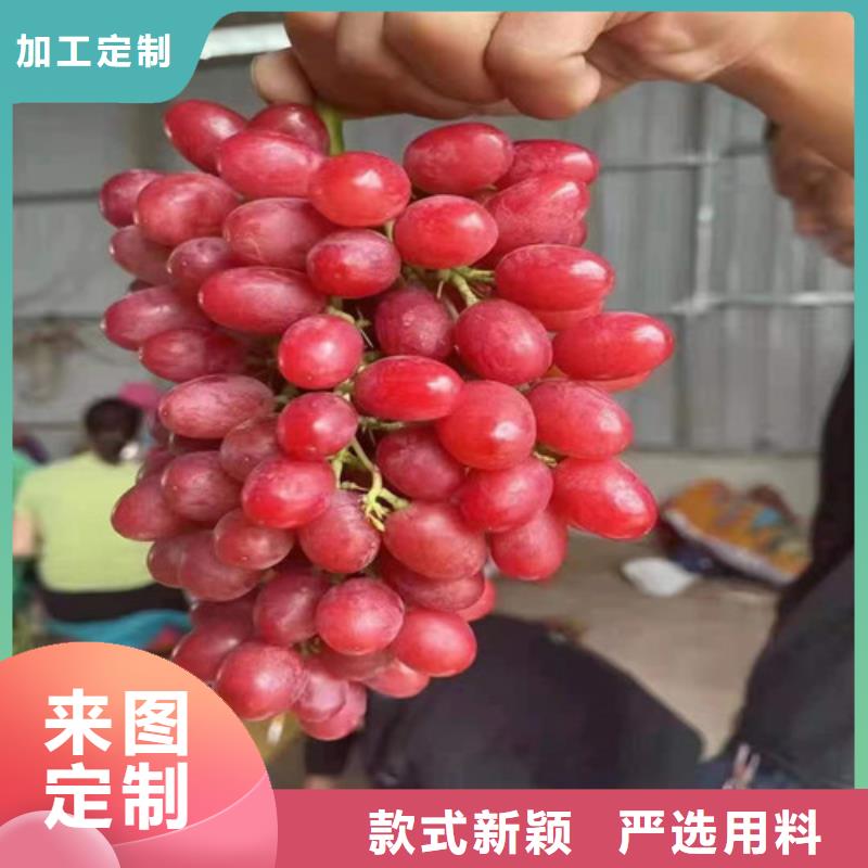 葡萄【蓝莓苗】工厂认证