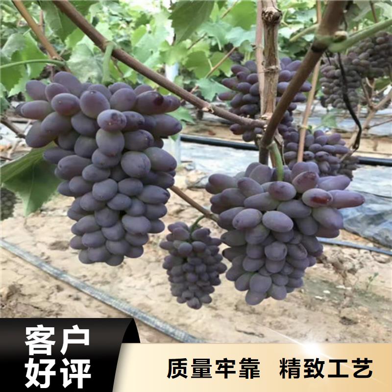 葡萄香椿苗追求細節(jié)品質(zhì)