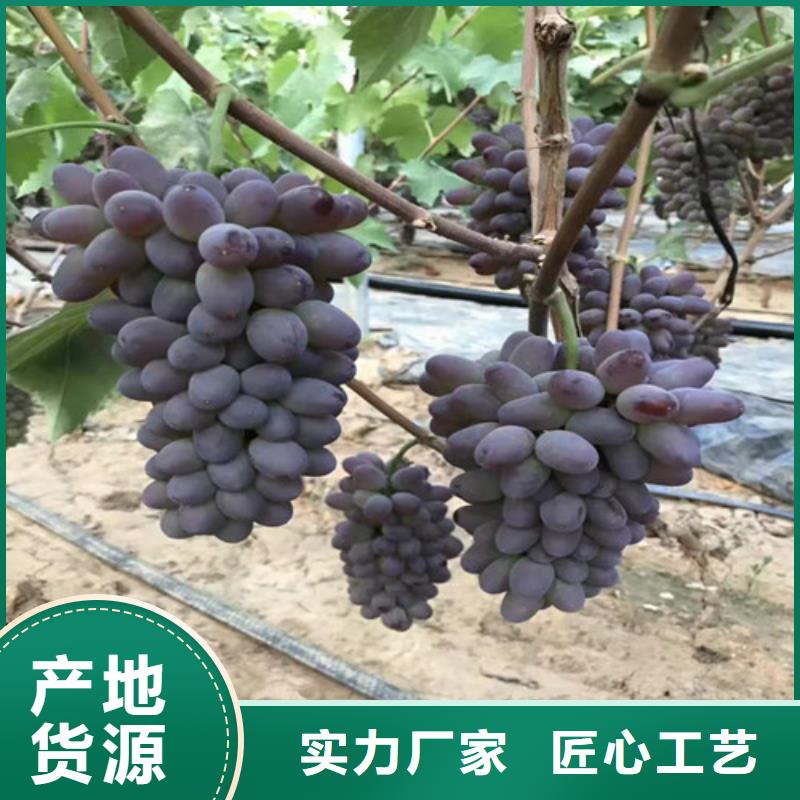 葡萄紅富士苗專業(yè)按需定制