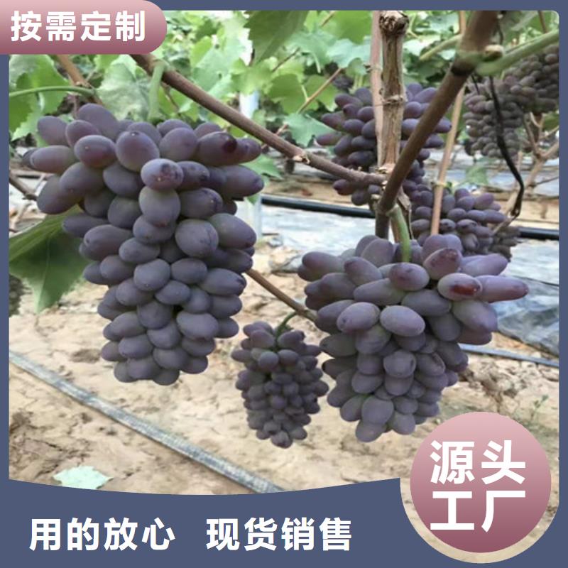 【葡萄梨樹苗高質量高信譽】