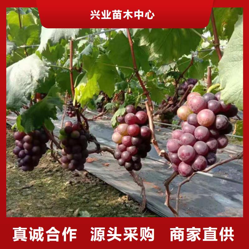 葡萄【藍莓苗】工廠認證