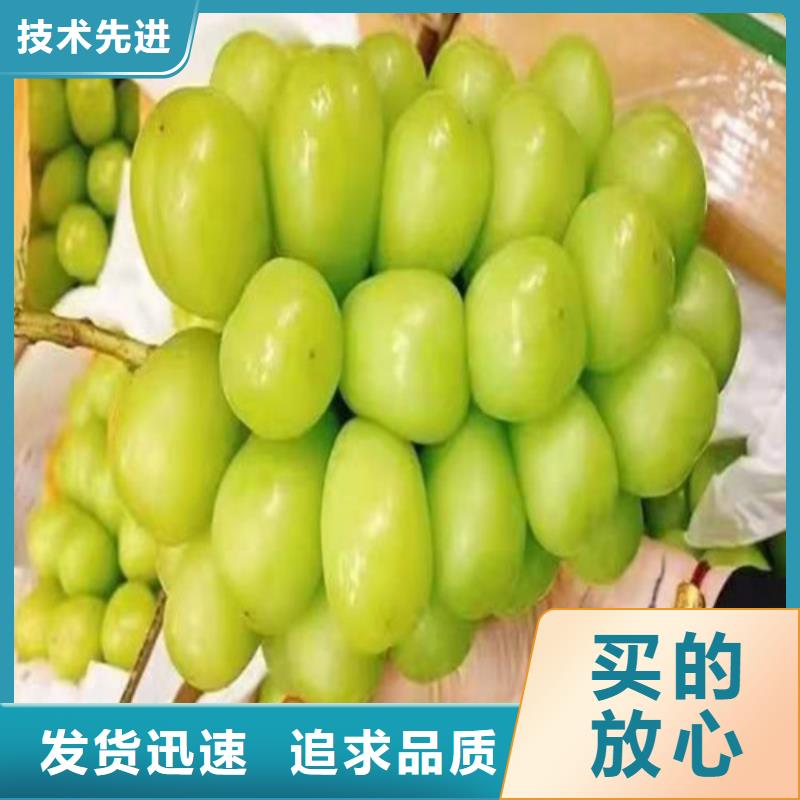 葡萄草莓苗通過國(guó)家檢測(cè)