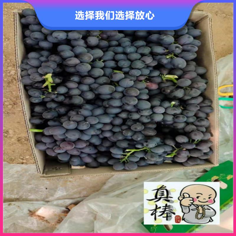 葡萄【蓝莓苗】工厂认证