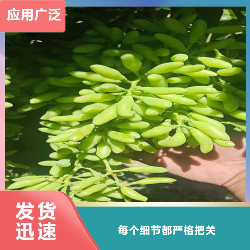 【葡萄-棗樹(shù)苗好產(chǎn)品有口碑】