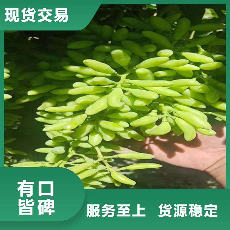 葡萄-【大棚草莓苗】使用方法