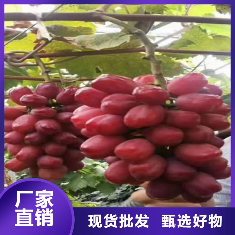 葡萄大棚草莓苗打造行業(yè)品質(zhì)