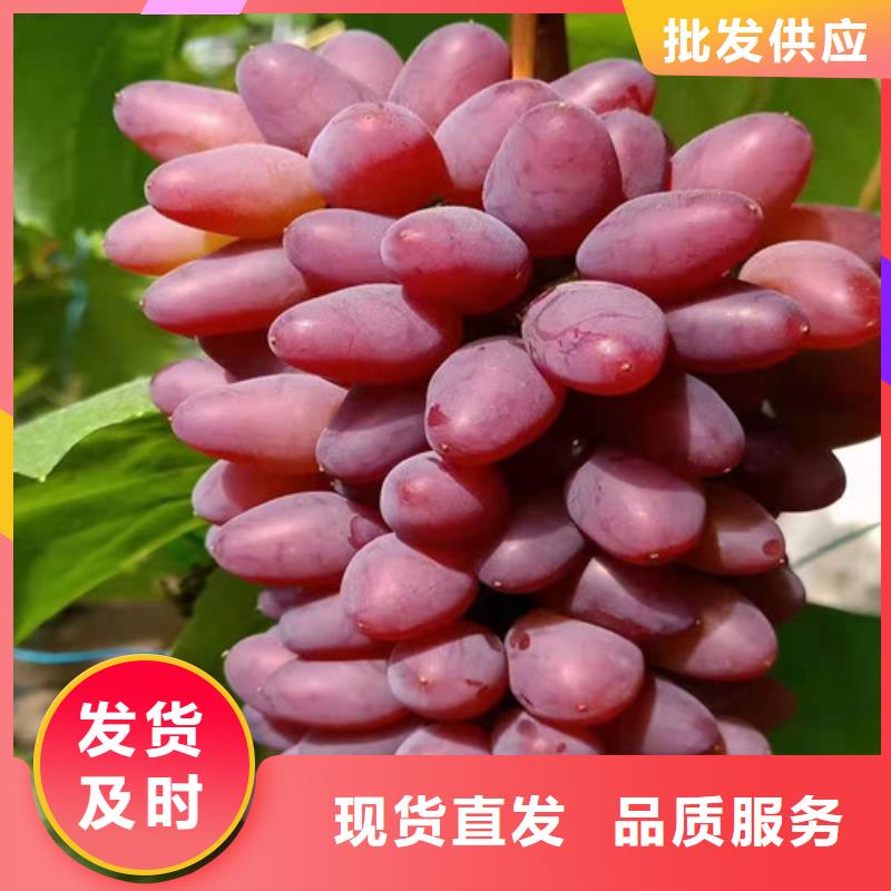 葡萄大棚草莓苗打造行業(yè)品質(zhì)