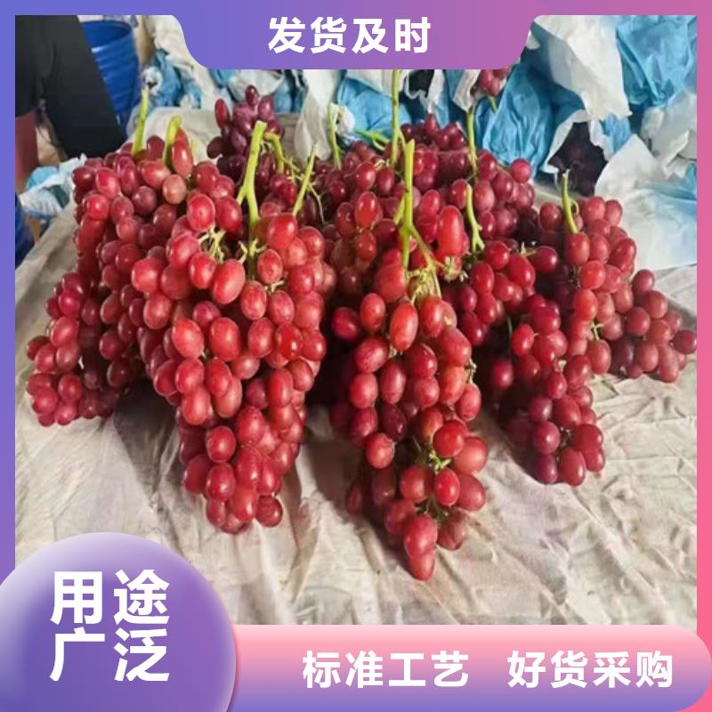 葡萄【蓝莓苗】工厂认证