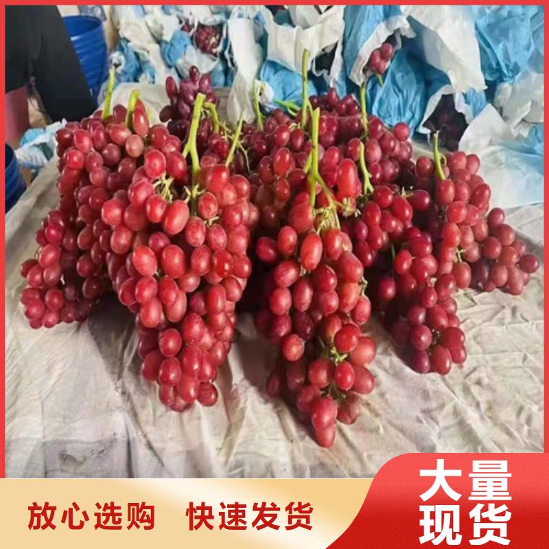 葡萄玉露香梨苗品质有保障