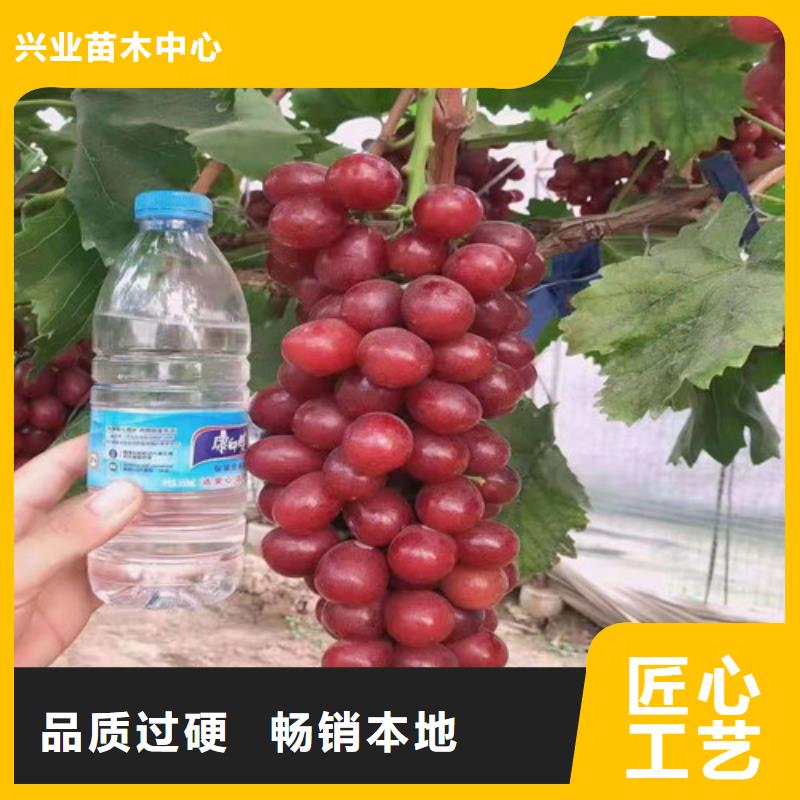 【葡萄】早酥紅梨品種全