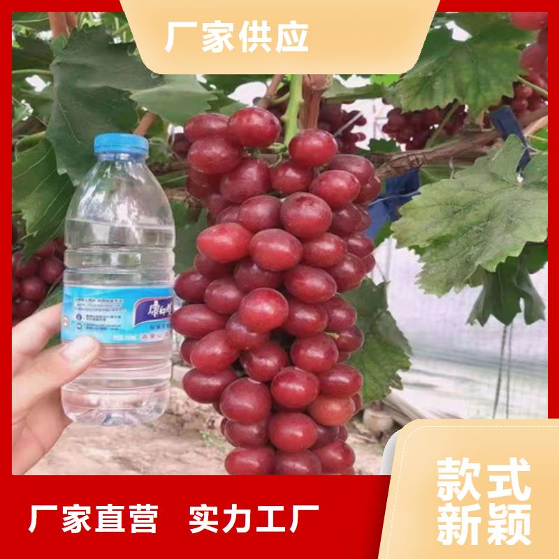 【葡萄葡萄苗品质可靠】