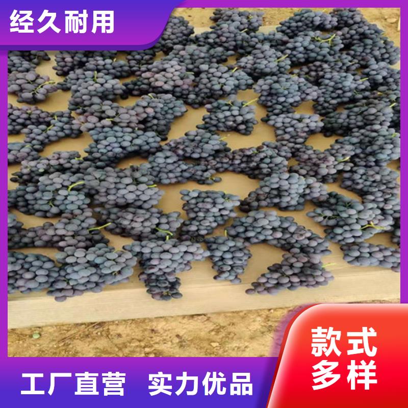 葡萄【藍莓苗】工廠認證